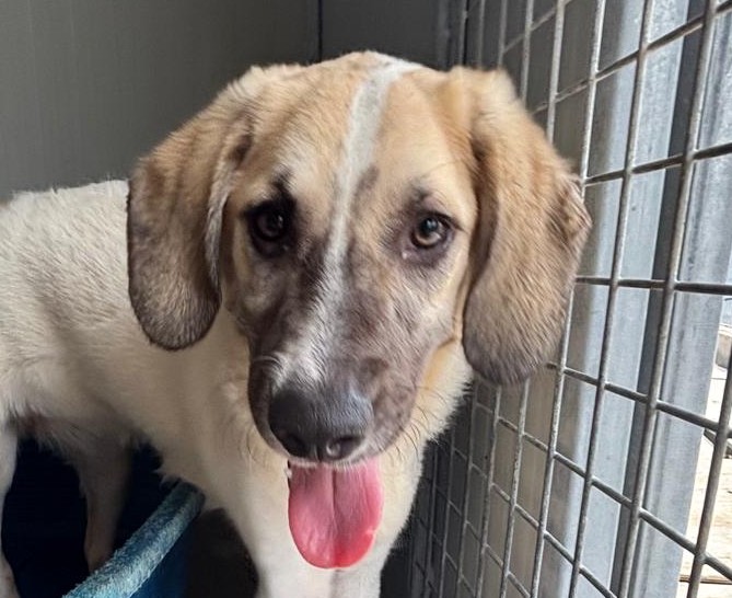 Lillibeth-hunde-aus-dem-tierschutz-hunde-adoptieren-tierschutzverein-rhein-main-hunde-in-not-rhein-main-e.V.
