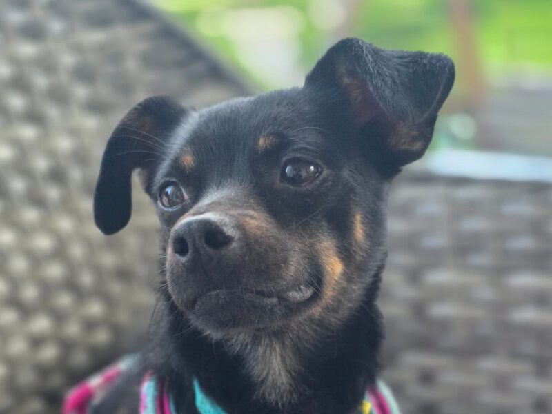 Moly-aus-dem-tierschutz-hunde-adoptieren-tierschutzverein-rhein-main-hunde-in-not-rhein-main-e.V.